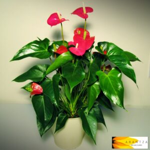 Anthurium rojo