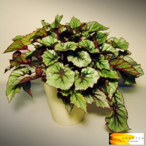 Begonia Rex