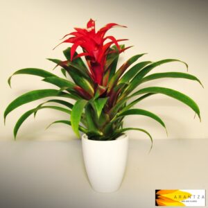 Bromelia