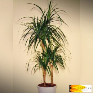 Dracena