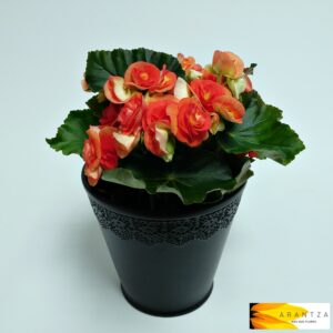 Begonia