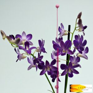 Orquídea Dendrobium